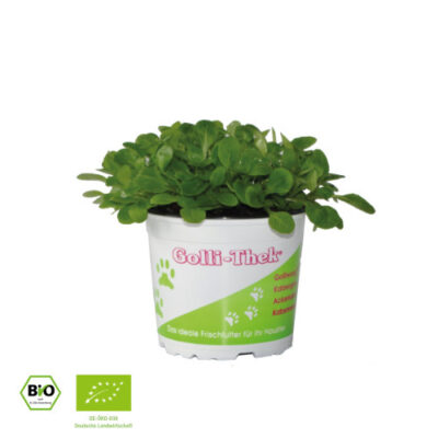 Ackersalat - bio