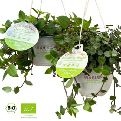 Ampelmix (Golliwoog® und Flumi®) - bio
