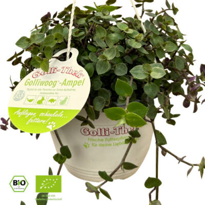Golliwoog®-Ampel - bio