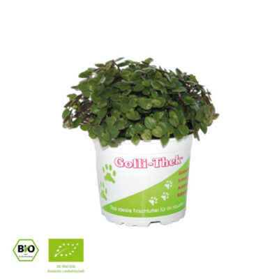 Golliwoog® - bio
