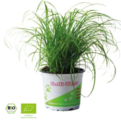Katzengras - bio